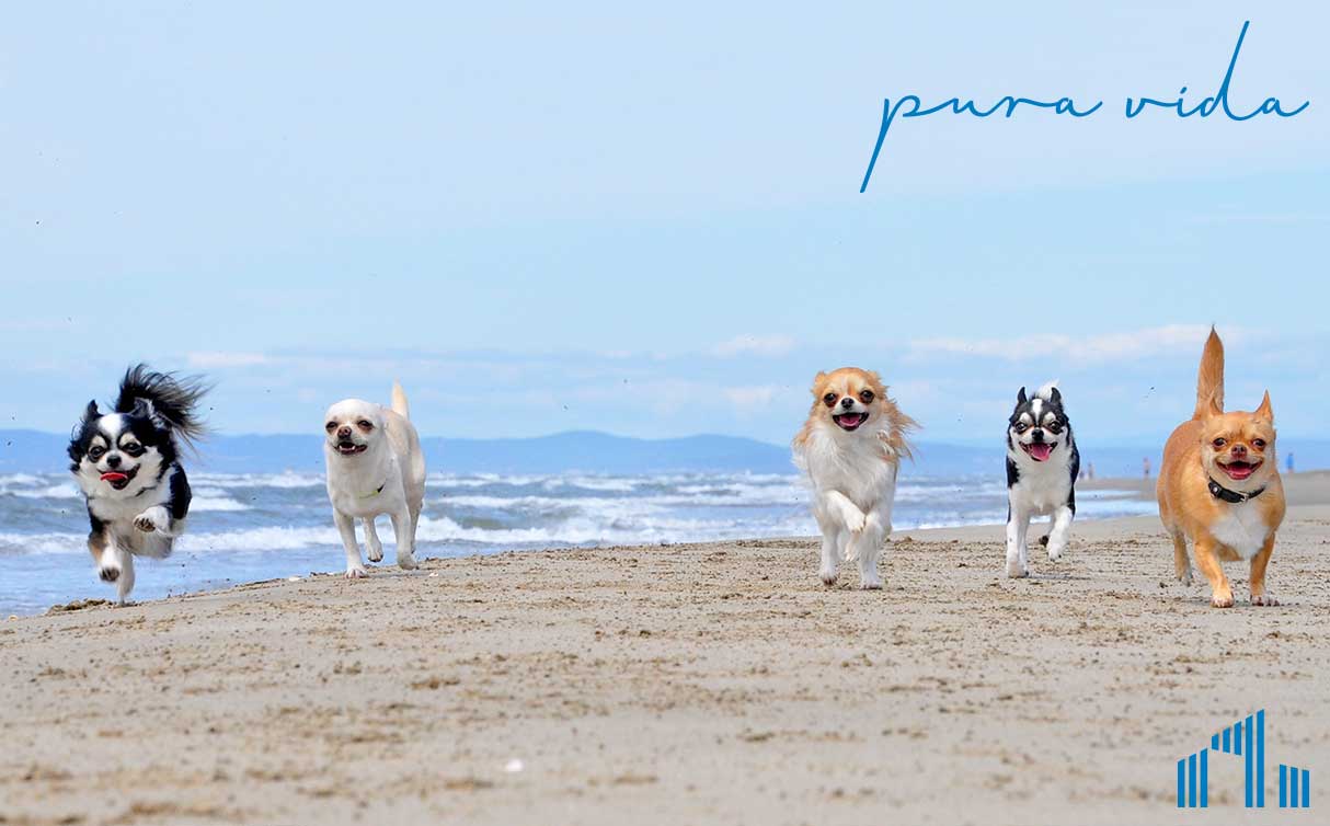 Con un perro en la playa - ¿en qué lugar de Mallorca está permitido?