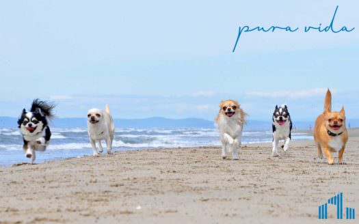 Mit Hund an den Strand - wo auf Mallorca ist das erlaubt?