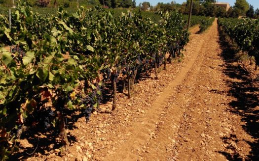 Weingut mit Ferienvermietlizenz bei Sencelles, im Herzen der Insel - Tramuntanablick und Pool